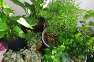 Kwiaty ogrodowe i doniczkowe, lasy w słoikach – Zielona Magia Mariia Dusha