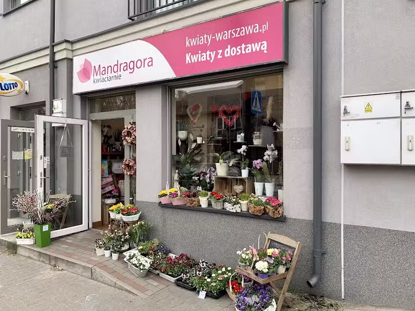 Mandragora