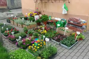 Margaretka. Kwiaciarnia