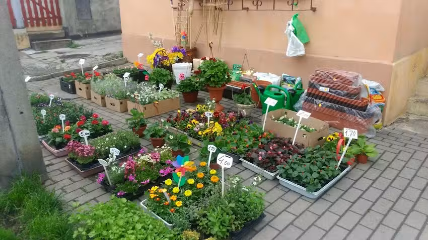 Margaretka. Kwiaciarnia