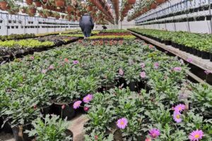 Ogrodnictwo Beata i Adam Kiedrowicz