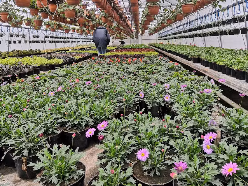 Ogrodnictwo Beata i Adam Kiedrowicz