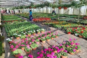 Ogrodnictwo Berkowo Talar