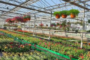 Ogrodnictwo Bogumiła Walkowiak