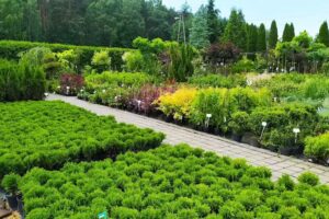 Ogrodnictwo Kwiaty Drzewka Sobieraj