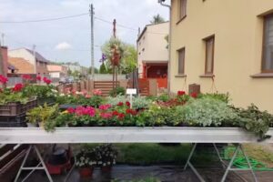 Ogrodnictwo kwiaty Turew