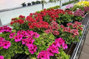 Ogrodnictwo T.S. Sajan