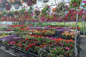 Ogrodnik Ustroń – Centrum Ogrodnicze Mariola Mariola