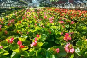 Pieczka Barbara i Jacek, Gospodarstwo Ogrodnicze