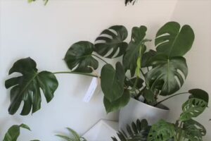 Pracownia florystyczno – artystyczna FlowerDeco