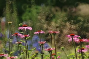 Przystanek Zieleń – Twoje zielone miejsce – Ogrody preriowe