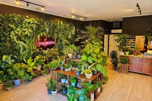 SanSevieria Rośliny & Kwiaty