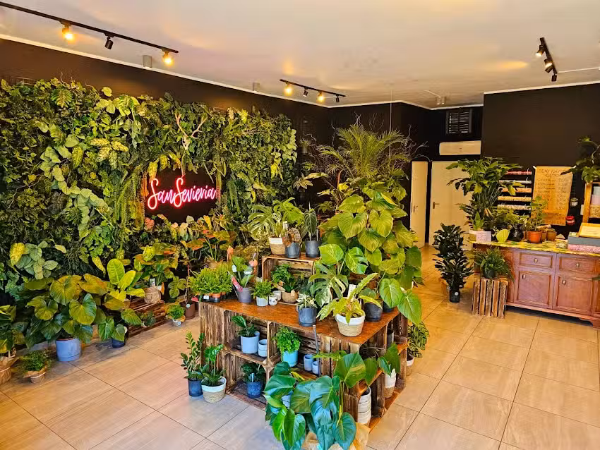 SanSevieria Rośliny & Kwiaty