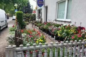 Sara. Kwiaciarnia. Sikora K.