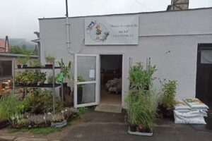 Sklep ogrodniczy, chryzantemy, kwiaciarnia „Mama w ogrodzie”