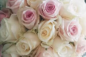 Starachowice Kwiaciarnia Orchidea