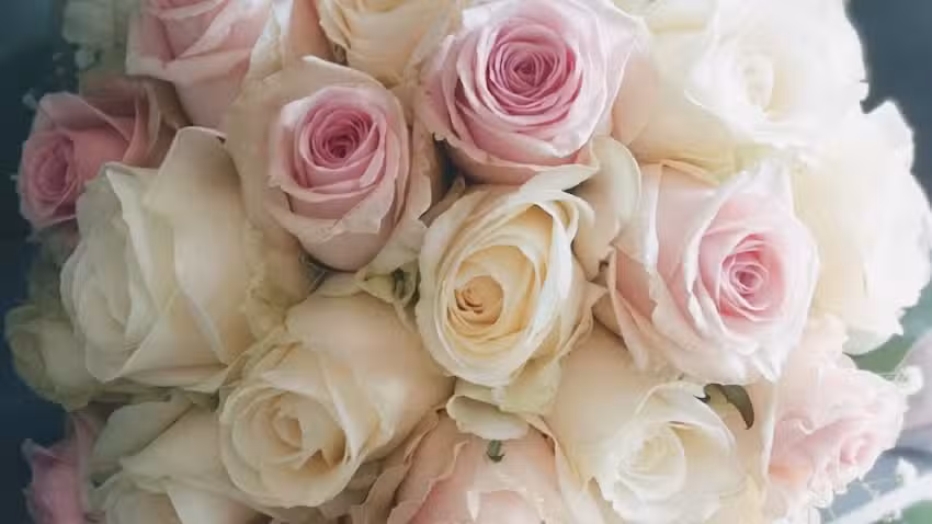 Starachowice Kwiaciarnia Orchidea