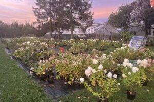 Szkółka roślin, róże na pieńku, hortensje