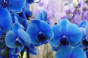 Sztuka Florystyki Storczyk