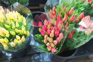 Szymanowscy Specjalistyczne Gospodarstwo Ogrodnicze