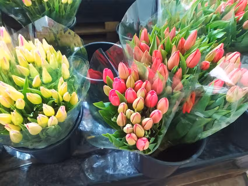 Szymanowscy Specjalistyczne Gospodarstwo Ogrodnicze