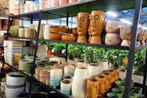 Tomaszewski Sp. z o.o. Produkcja i dystrybucja roślin doniczkowych