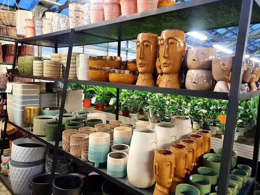 Tomaszewski Sp. z o.o. Produkcja i dystrybucja roślin doniczkowych