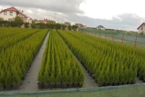 Tuje Szmaragd- Mirosław Frąk