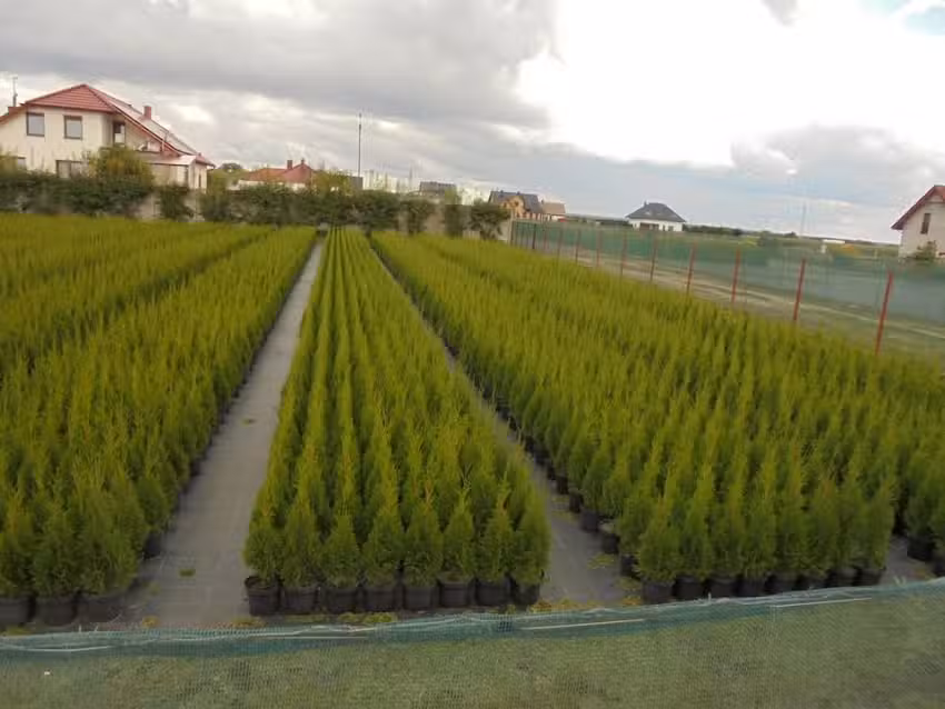 Tuje Szmaragd- Mirosław Frąk