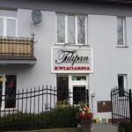 Tulipan. Kwiaciarnia