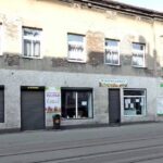 Tulipan. Kwiaciarnia