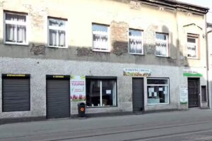 Tulipan. Kwiaciarnia