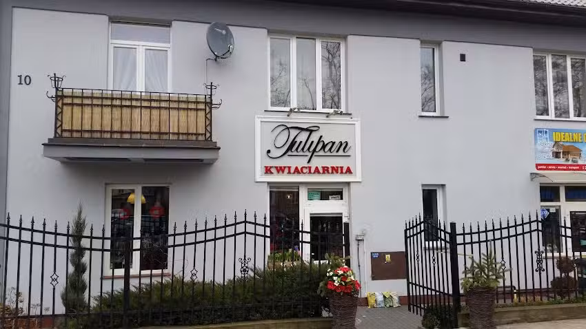 Tulipan. Kwiaciarnia