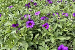 Urbaniak Grażyna. Ogrodnictwo