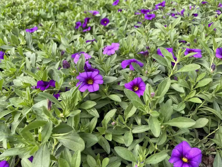 Urbaniak Grażyna. Ogrodnictwo