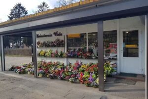 Viola. Kwiaciarnia. Krupa V.