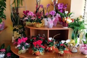 Violetka. Kwiaciarnia