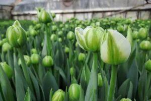 Wolski Jerzy. Gospodarstwo ogrodnicze