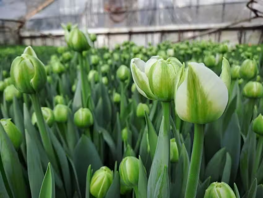 Wolski Jerzy. Gospodarstwo ogrodnicze