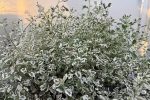 Wysoczańscy. Szkółka roślin ozdobnych.