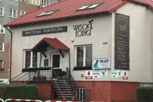 WYSOKIE ŁODYGI |Kwiaciarnia |Polkowice