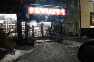 Yucca. Kwiaciarnia. Stąporek C.