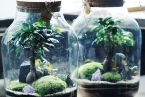 Zielony Słoik – lasy w słoiku, warsztaty roślinne