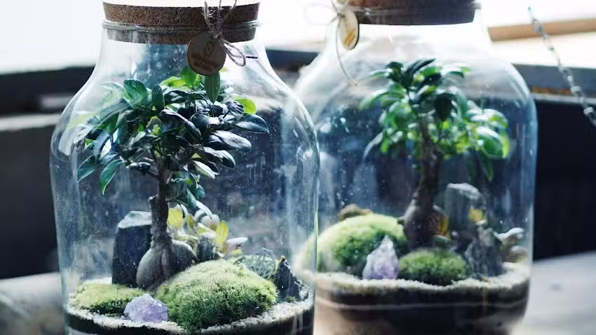 Zielony Słoik – lasy w słoiku, warsztaty roślinne